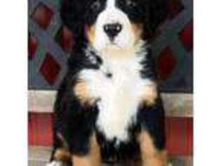 Bernese Mountain Dog Puppy for sale in Alexander City, AL, USA
