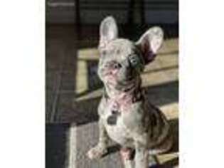 French Bulldog Puppy for sale in Berne, IN, USA