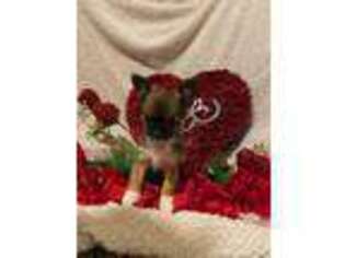 Chihuahua Puppy for sale in Odon, IN, USA