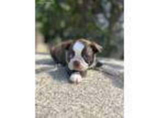 Boston Terrier Puppy for sale in Bakersfield, CA, USA