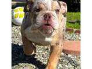 Bulldog Puppy for sale in Menifee, CA, USA