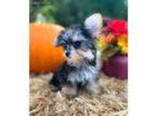 Yorkshire Terrier Puppy for sale in Kinston, NC, USA
