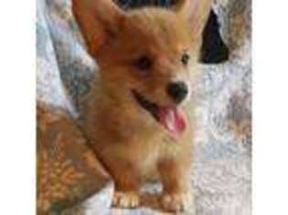 Pembroke Welsh Corgi Puppy for sale in Monroeville, AL, USA
