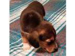 Beagle Puppy for sale in Orlando, FL, USA