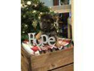 German Shepherd Dog Puppy for sale in Wagener, SC, USA