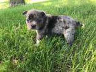 Mutt Puppy for sale in Magnolia, OH, USA