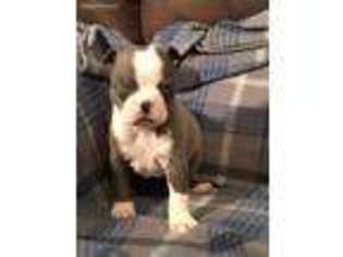Boston Terrier Puppy for sale in Lake Spring, MO, USA