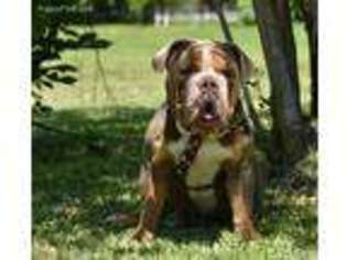 Olde English Bulldogge Puppy for sale in Pearland, TX, USA