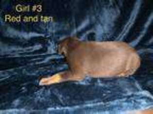 Doberman Pinscher Puppy for sale in Iva, SC, USA