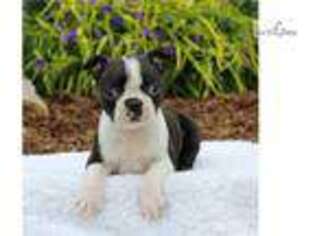 Boston Terrier Puppy for sale in Harrisburg, PA, USA