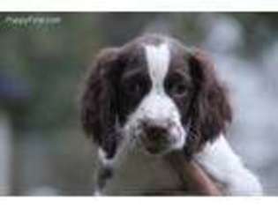 English Springer Spaniel Puppy for sale in Saint Cloud, MN, USA