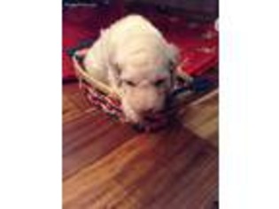 Labradoodle Puppy for sale in Valley Center, KS, USA