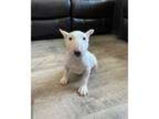 Bull Terrier Puppy for sale in Perrysburg, OH, USA