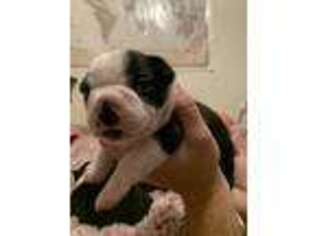 Boston Terrier Puppy for sale in Fayetteville, AR, USA