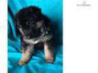 German Shepherd Dog Puppy for sale in Helena, MT, USA