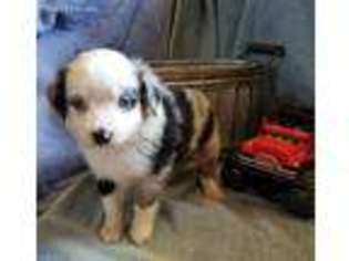 Miniature Australian Shepherd Puppy for sale in Brush, CO, USA