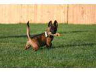 Belgian Malinois Puppy for sale in Akron, OH, USA