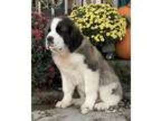 Saint Bernard Puppy for sale in Westfield, IN, USA