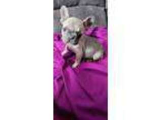 French Bulldog Puppy for sale in Troy, OH, USA