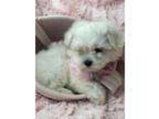 Maltese Puppy for sale in North Miami Beach, FL, USA