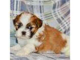 Mutt Puppy for sale in Anderson, MO, USA