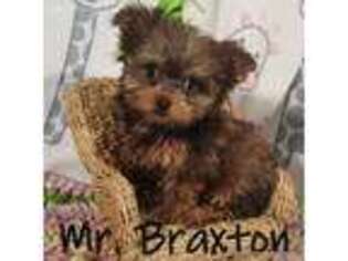 Yorkshire Terrier Puppy for sale in Mason City, IA, USA