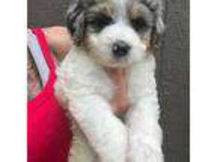 Mutt Puppy for sale in Chesterfield, VA, USA