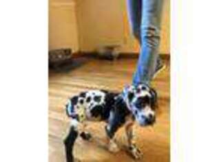 Great Dane Puppy for sale in Greenfield, IN, USA