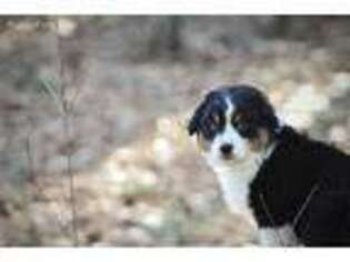Australian Shepherd Puppy for sale in Hudson, NH, USA