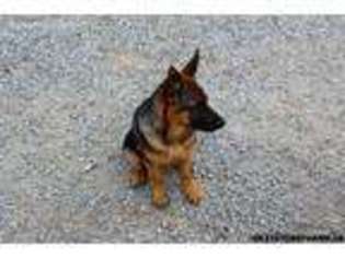German Shepherd Dog Puppy for sale in Virginia Beach, VA, USA