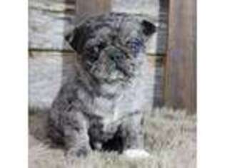 Pug Puppy for sale in West Plains, MO, USA