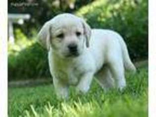 Labrador Retriever Puppy for sale in Sammamish, WA, USA