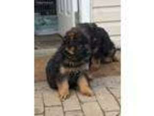 German Shepherd Dog Puppy for sale in Narvon, PA, USA