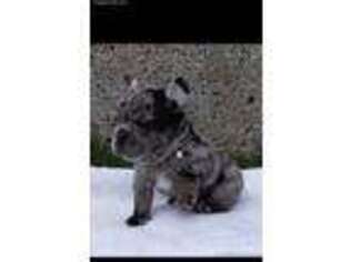 French Bulldog Puppy for sale in Pembroke Pines, FL, USA