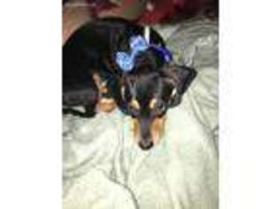 Dachshund Puppy for sale in North Fort Myers, FL, USA