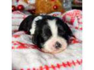 Cavalier King Charles Spaniel Puppy for sale in Mcdonough, GA, USA