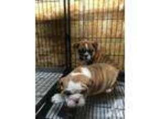 Bulldog Puppy for sale in IRVINGTON, NJ, USA
