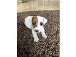 Jack Russell Terrier Puppy for sale in Azle, TX, USA