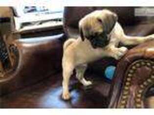 Pug Puppy for sale in Oklahoma City, OK, USA