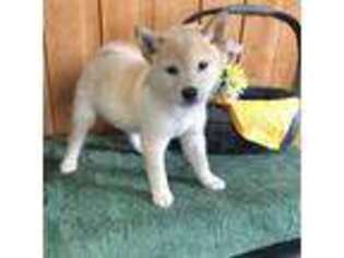 Shiba Inu Puppy for sale in Boyceville, WI, USA