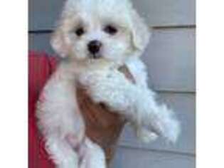 Havanese Puppy for sale in Englewood, NJ, USA