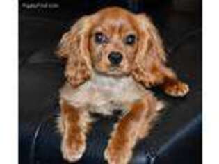 Cavalier King Charles Spaniel Puppy for sale in Greensboro, NC, USA