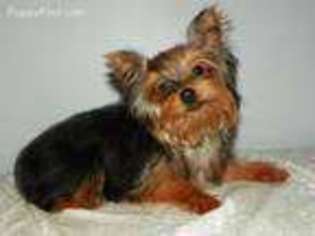 Yorkshire Terrier Puppy for sale in Jesup, GA, USA