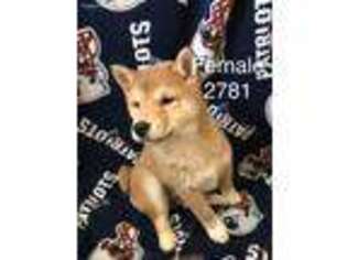 Shiba Inu Puppy for sale in Pittsfield, NH, USA