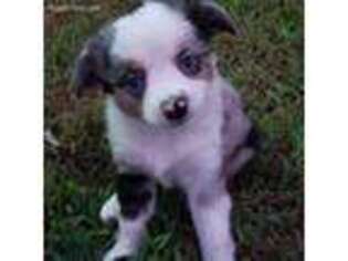 Miniature Australian Shepherd Puppy for sale in Smithville, OK, USA