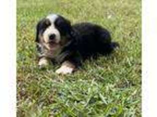 Bernese Mountain Dog Puppy for sale in Clarita, OK, USA