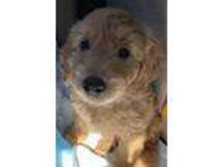 Goldendoodle Puppy for sale in Wayne, NJ, USA