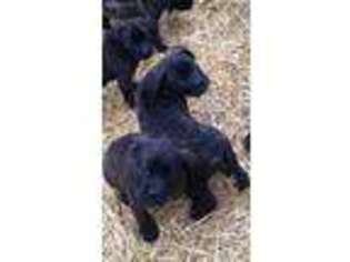 Cane Corso Puppy for sale in Ekron, KY, USA