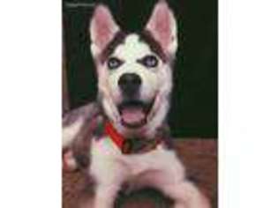 Siberian Husky Puppy for sale in Silver Spring, MD, USA