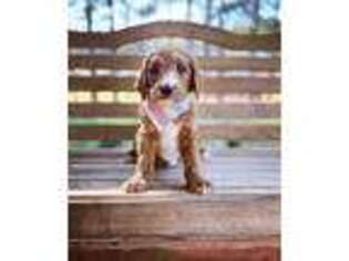 Goldendoodle Puppy for sale in Denton, NC, USA